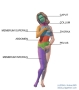 Parts of the Body * Parts of the Human Body
The human body consists of the following parts (Partes corporis): Caput- the head, Collum- the neck, Thorax- the chest, Abdomen- the stomach, Pelvis- the pelvis, Membrum superius- the arm(s), Membrum inferius- the leg(s).The regions (Regiones corporis) are described similarly to the body parts, but in more detail. Their anatomic borders consist of skeletal, muscular and surface components. Their knowledge is important in medical practice, for instance when describing localizations of pain in patients.